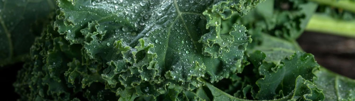 gruenkohl-siegfried-meyer-winsen-luhe-2